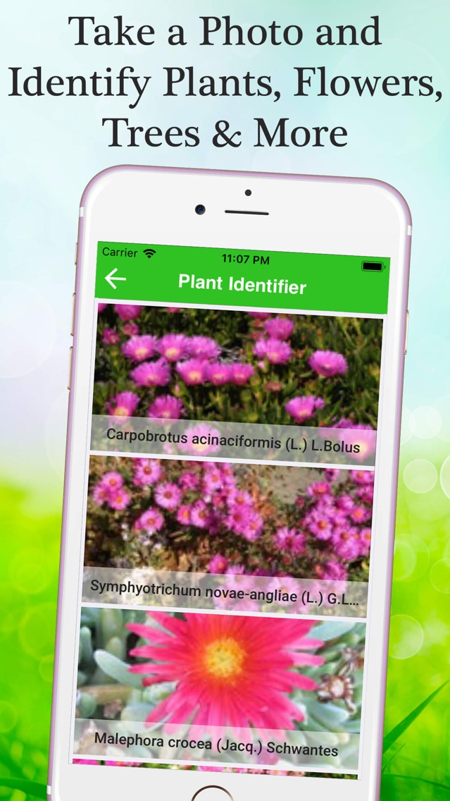 Flower & Plant Identification App for iPhone Free Download Flower