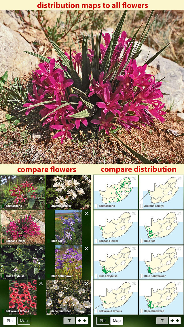 Wildflower Identification App Best Flower Site