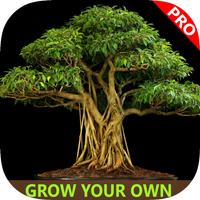 Easy Bonsai Tree For beginners - Best How To Grow Bonzai Plants Tips & Care Instruction UCC Videos, Start Today!