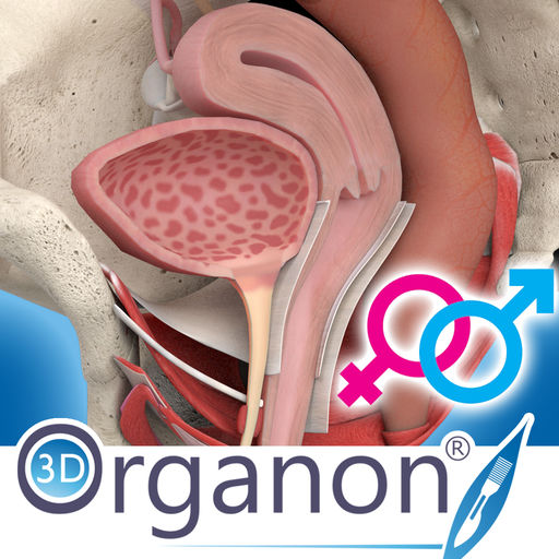 3d organon anatomy