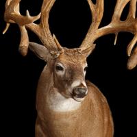 2016 3D Big Deer : Hunting Sniper Survival Free