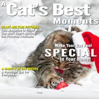 A Cats Best Moments