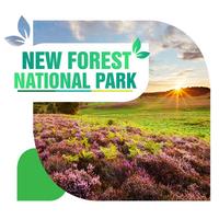 New Forest National Park Travel Guide