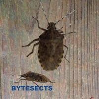 Bytesects  Real insects ants smasher game and screen saver kids game
