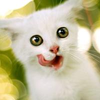 Cat Wallpapers & Cat Pictures