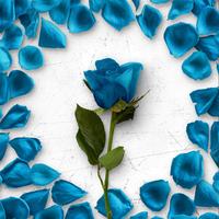 Flower Greetings Blue Roses