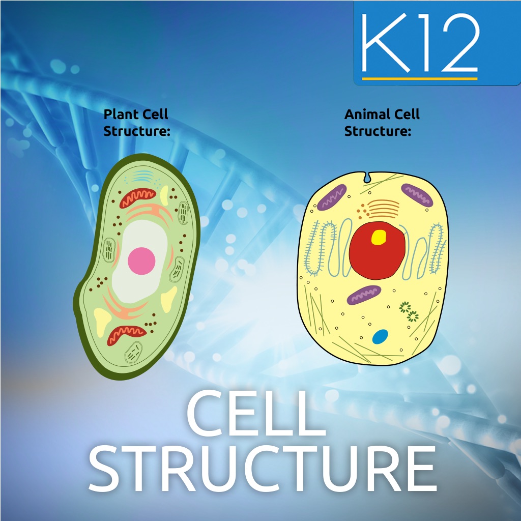 Bio cell. Растительная клетка строение простой рисунок.