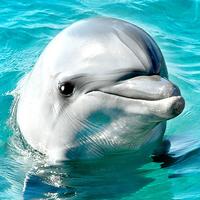 Lovely Dolphins Slideshow & Wallpapers