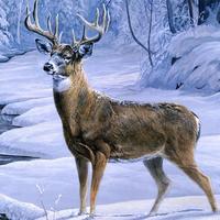 Deer Hunting 3D : Ice Age