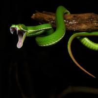 CHI Encyclopedia of Snakes
