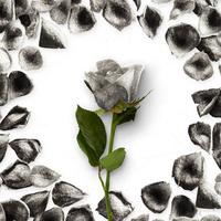 Flower Greetings Silver Roses