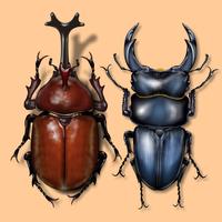 Japanese Cult Beetles