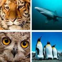 Animal Quiz Close Up : Guess the Word Trivia Games