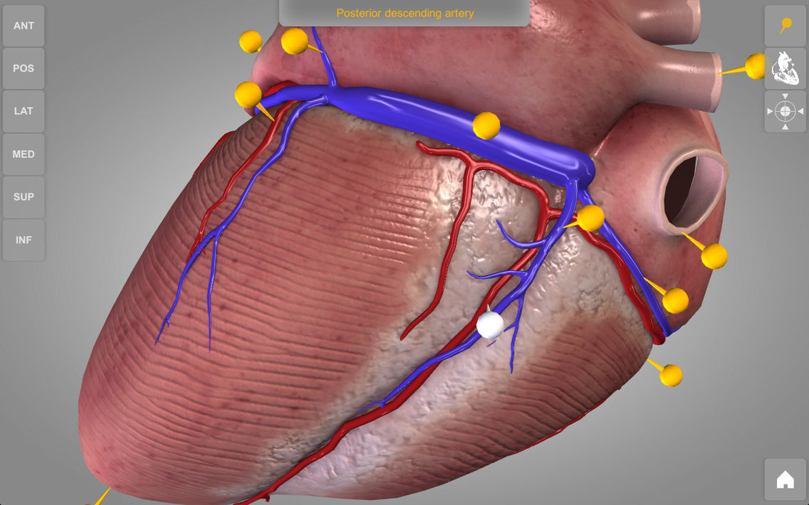 Heart 3D Atlas of Anatomy App for iPhone Free Download