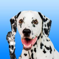 Dalmation Love - Stickers & Keyboard For Dogs