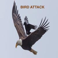 Bird Attack Crazy